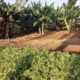 Residential 1/8 Acre at Ruiru Mugutha