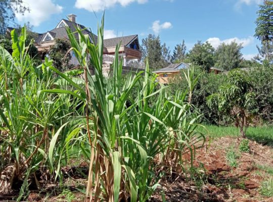 1/2 Acre at Thome