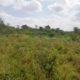 5 Acres at Gatuanyaga