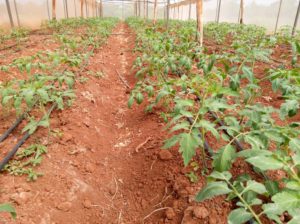 210 ACRES PRODUCTIVE FARM ON SALE