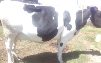 Frishian Dairy Cow