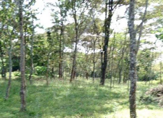 FOR SALE: RESIDENTIAL LAND, KAREN-1 ACRE AT KAREN, MWITU ROAD