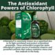 Splina liquid chlorophyll