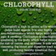 Splina liquid chlorophyll