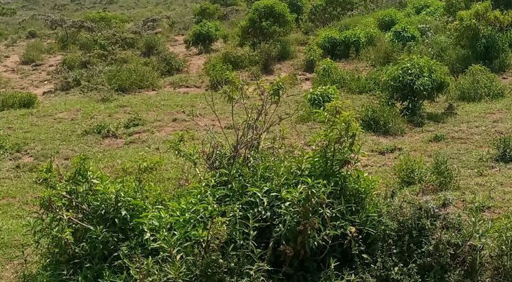 5 acres Land  for sale in prime areas of Ndeiya nguirubi.