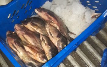 Fresh Tilapia Fish 260 sh/kg