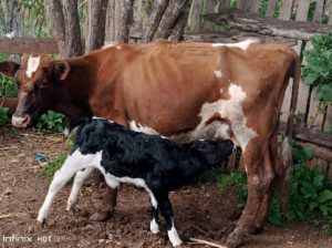 Asha Dairy cow